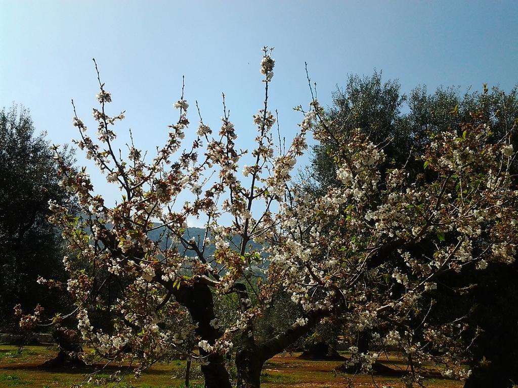 La Collina Degli Ulivi Apartman Fasano Kültér fotó